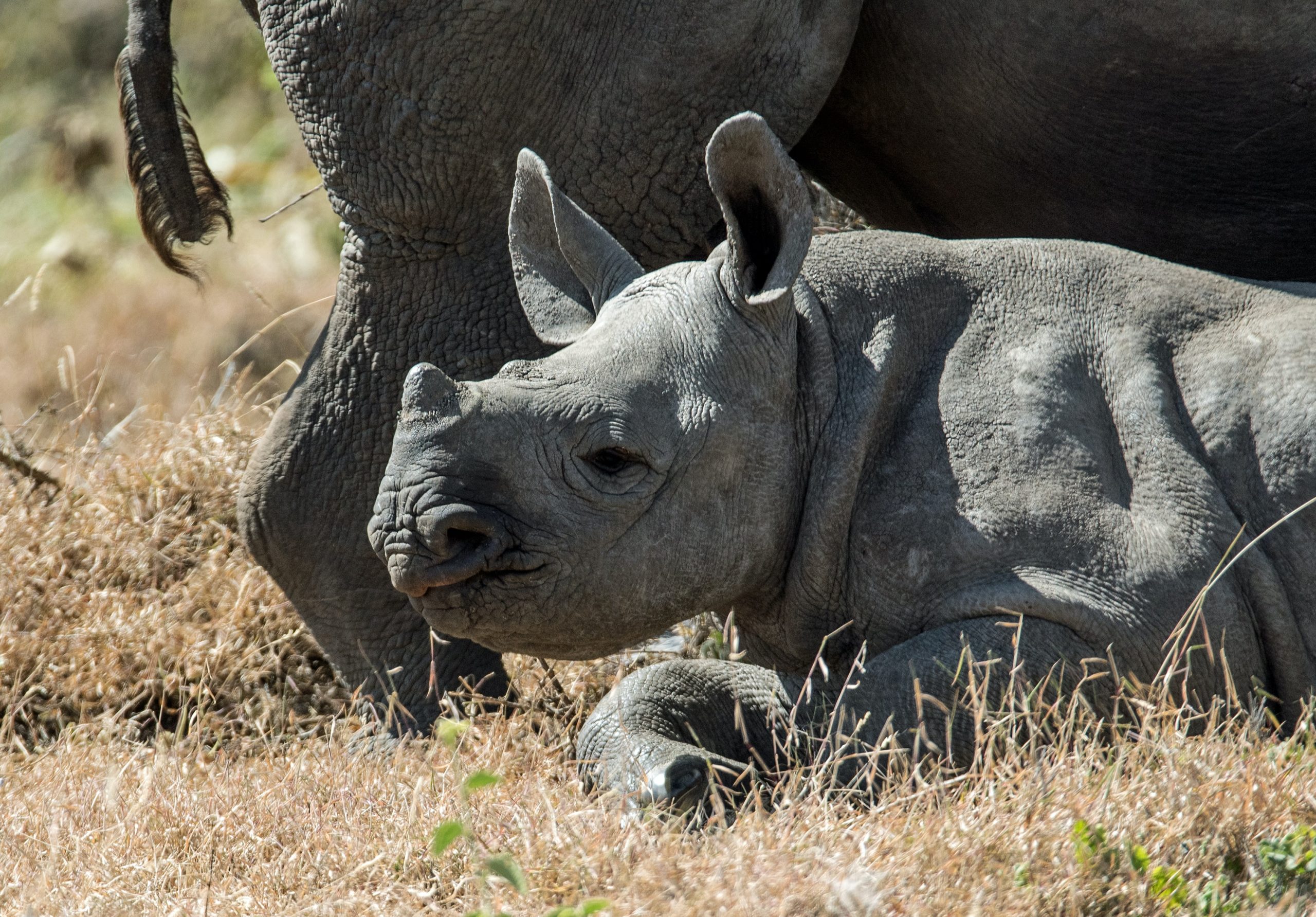 young rhino