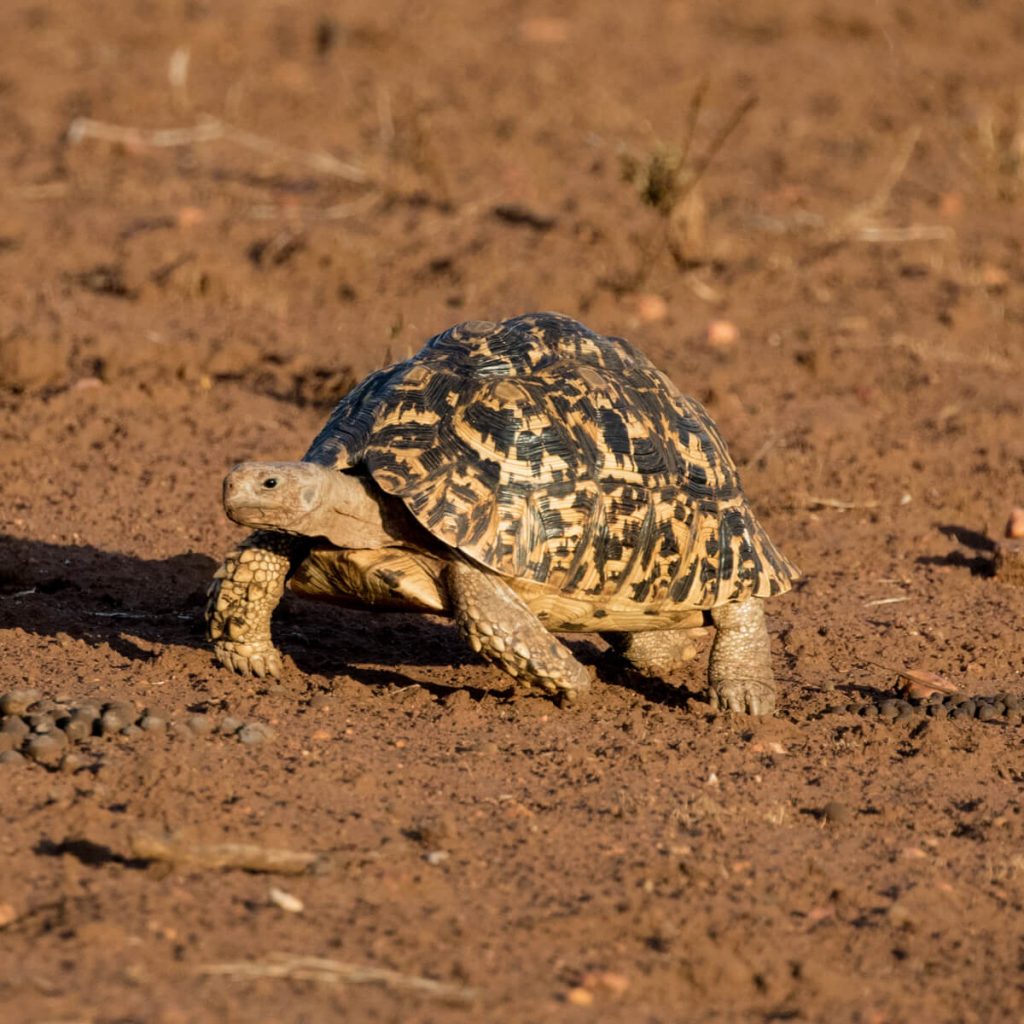 Leopard tortoise 