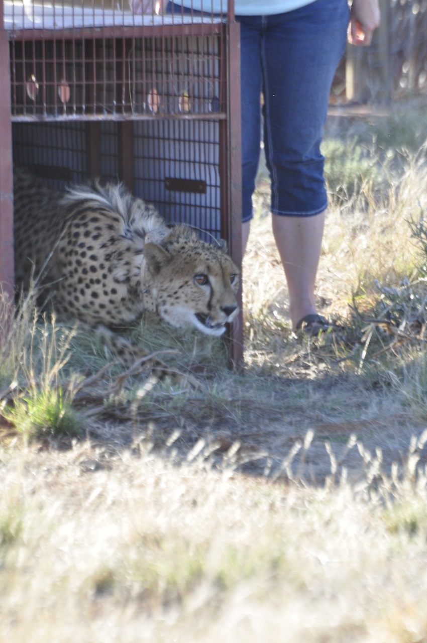 Cheetah being released