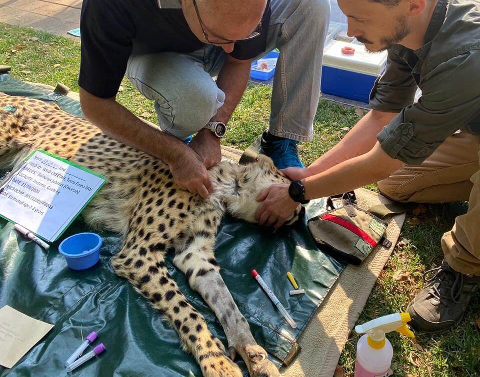 Cheetah health check by vet