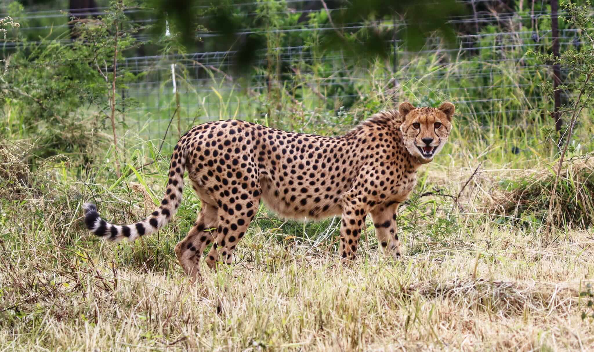 Cheetah relocated