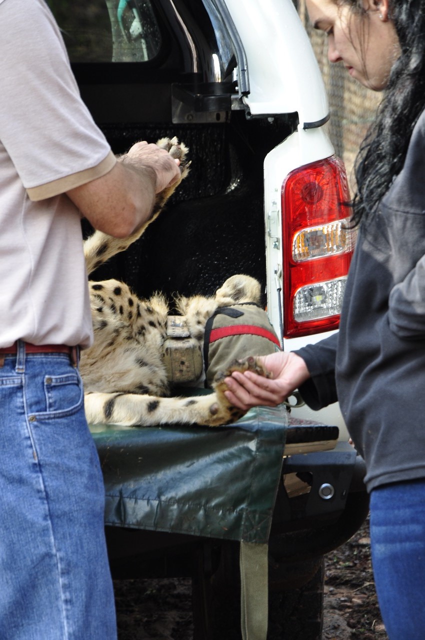 Cheetah health check before release