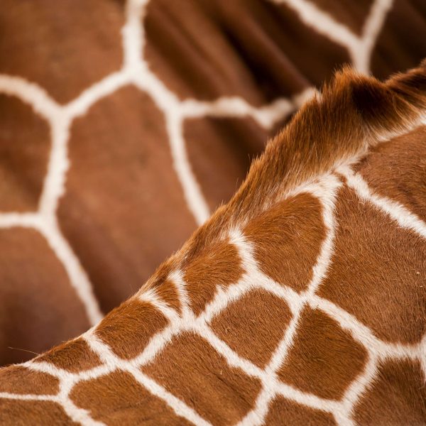 giraffe patches