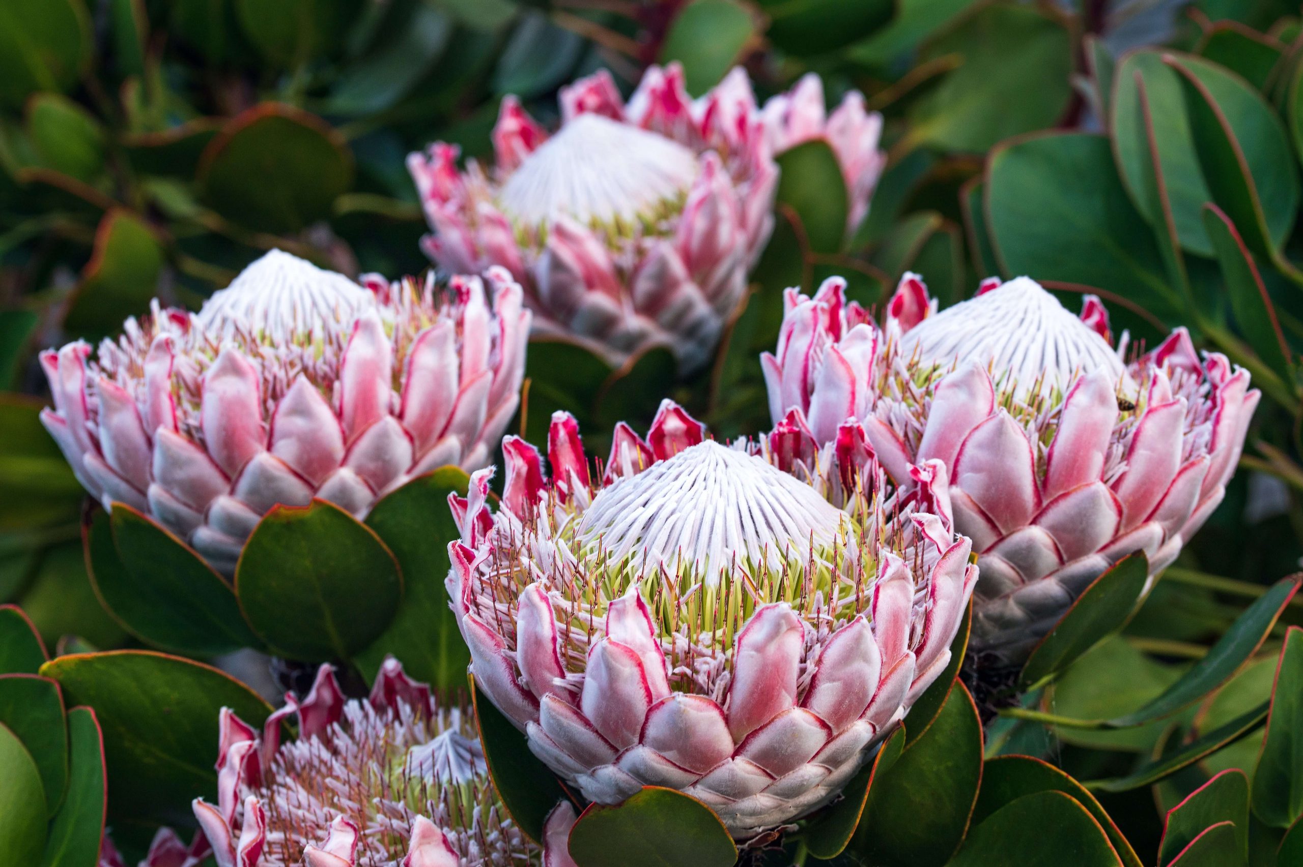 king protea flowers