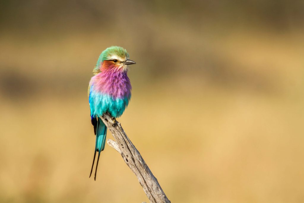 lilac-breasted roller