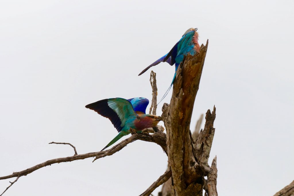 Lilac-breasted roller mating dance