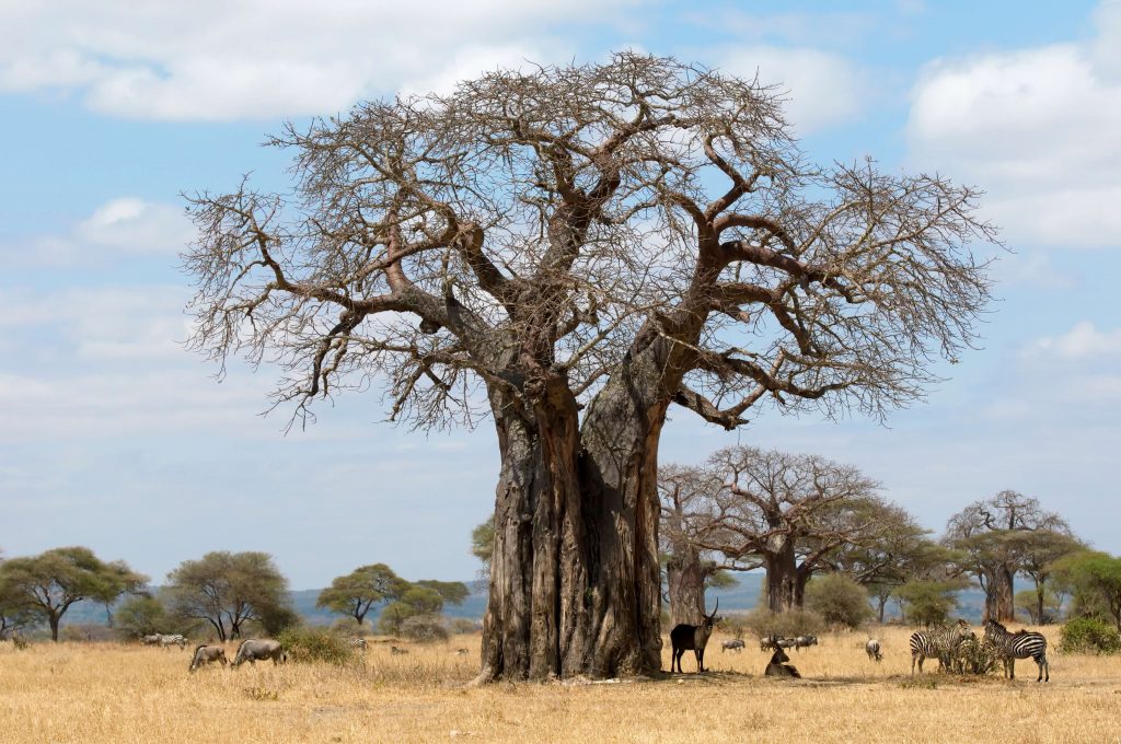 Baobab tree 
